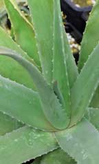aloe vera