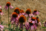 echincea flowers